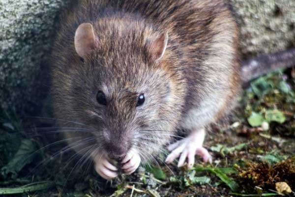 hantavirus lebih berbahaya dari corona