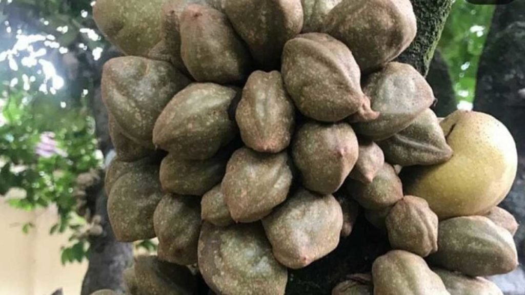Manfaat Buah Namnam Untuk Kesehatan