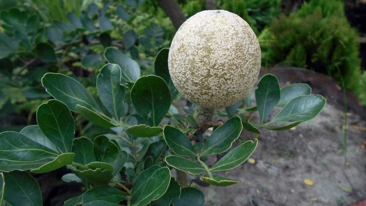 Kandungan Nutrisi dalam Buah Kawista