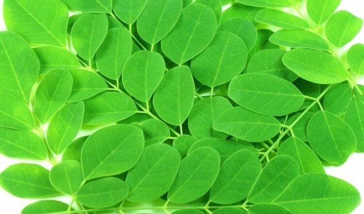Keajaiban Daun Kelor: Eksplorasi Manfaat dan Khasiat Sari Daun Kelor untuk Kesehatan