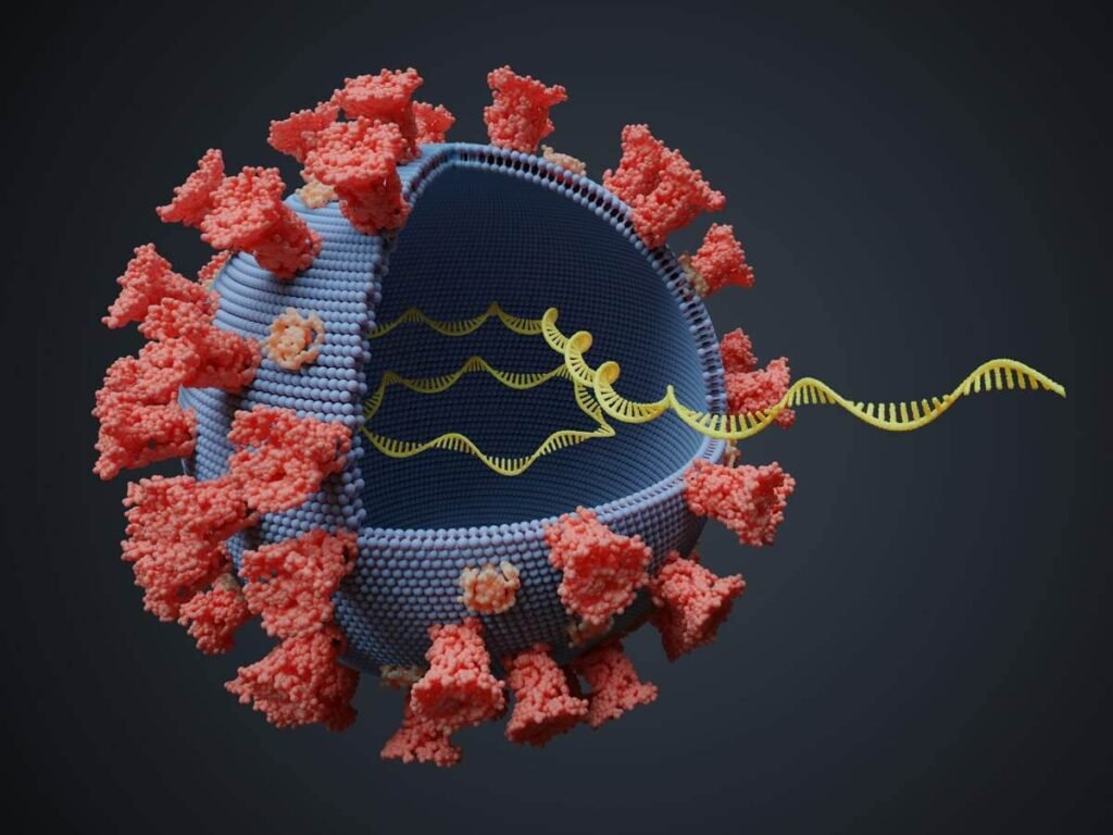 Virus D614G Mutasi COVID-19