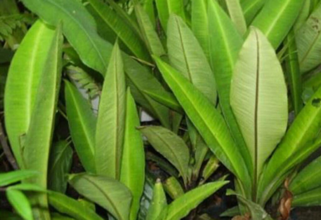 Rumput fatimah