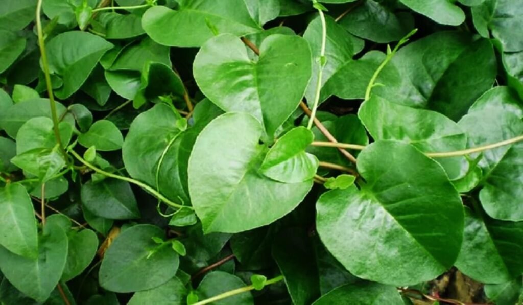 Manfaat daun binahong untuk kesehatan